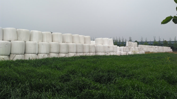  牧草產(chǎn)品圖片