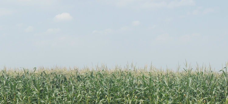  青貯玉米種植基地2